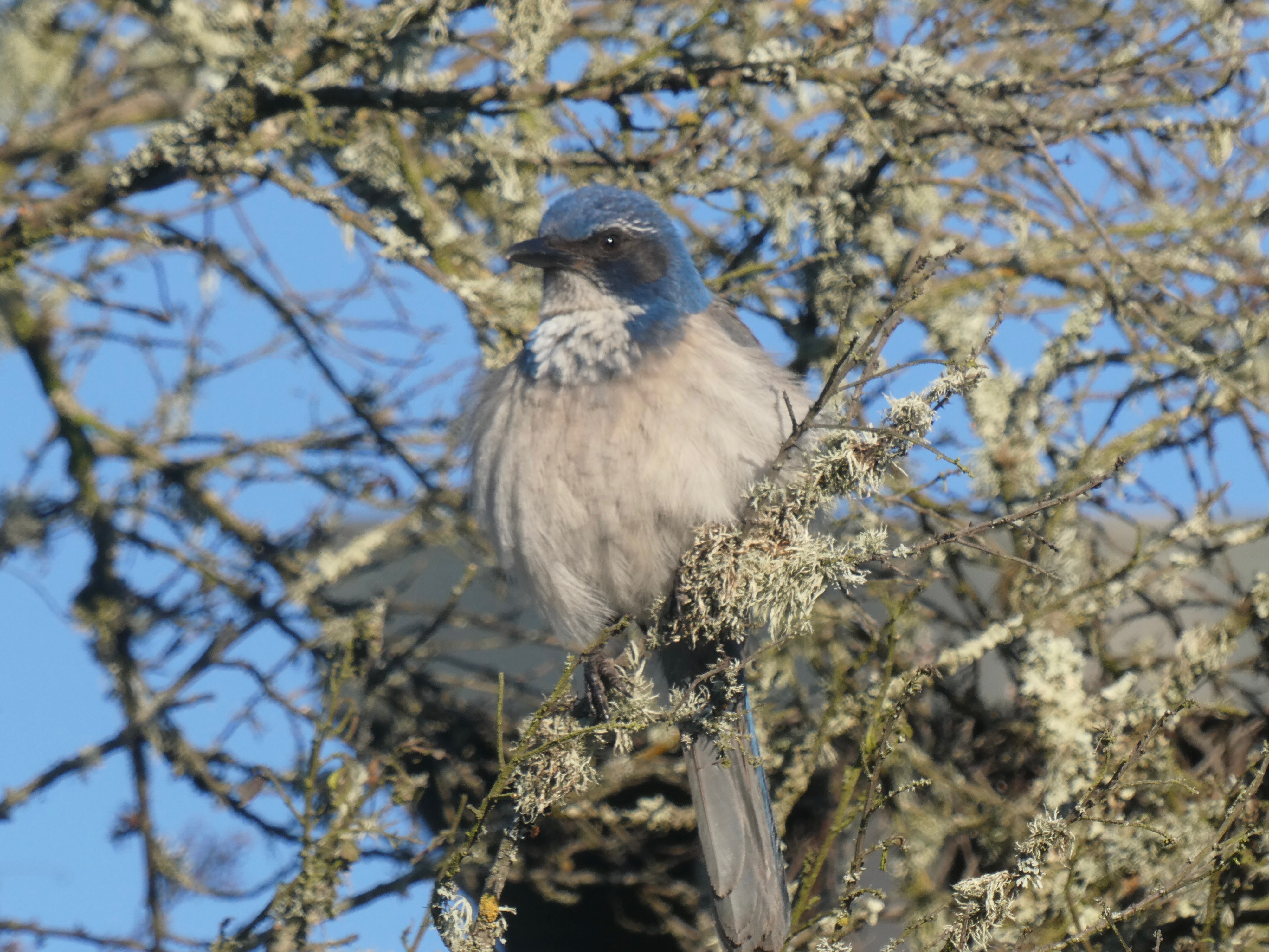 California Scrub-jay on branch